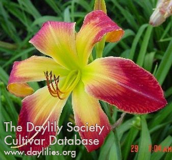 Daylily Painted Demon